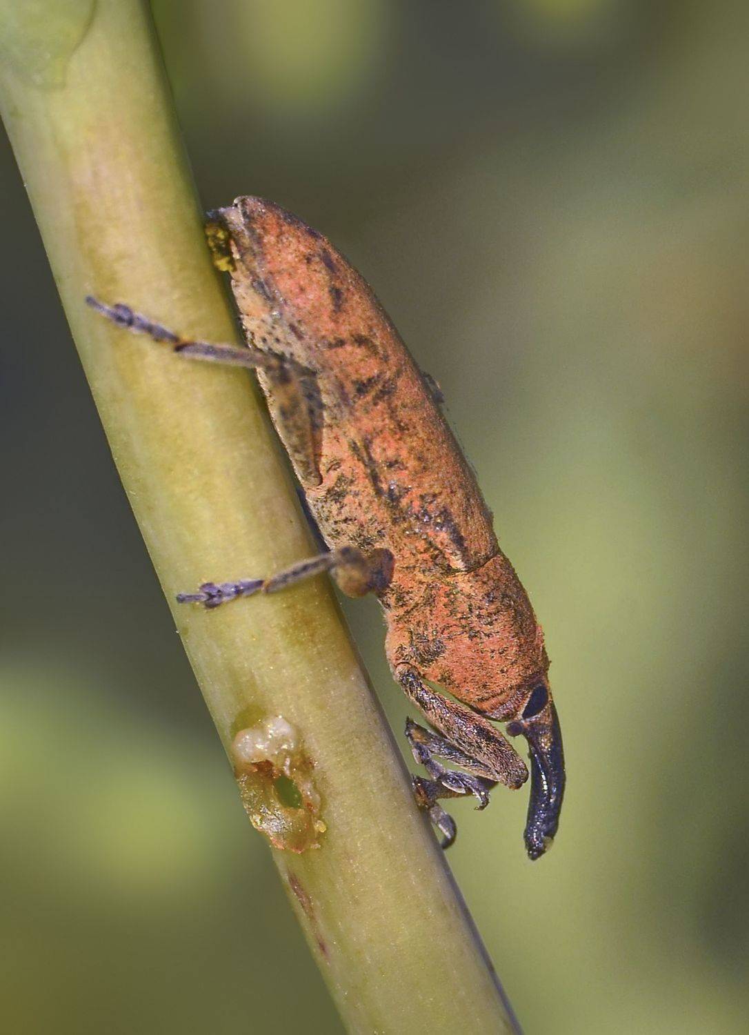 макро, жук,насекомое,долгоносик,природа,нос,лето, Володин Владимир Владимирович