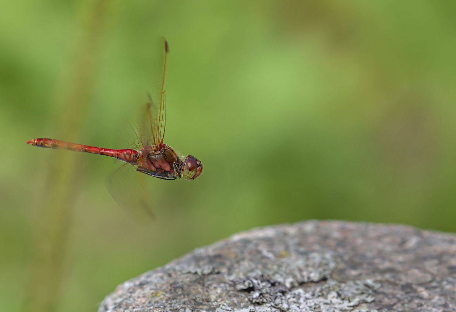 стрекоза полет посадка, Евгений Слободской