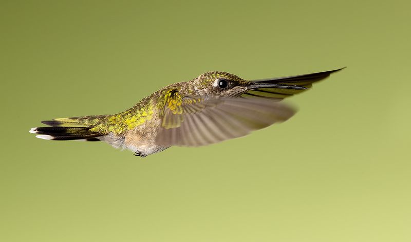 колибри,ruby-throated hummingbird, hummingbird Female. Ruby-throated Hummingbird -Рубиновогорлый колибри. самка фото превью