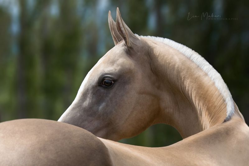 Лошадь, лошади, Ахалтекинец, horse, ahalteke Еремей фото превью