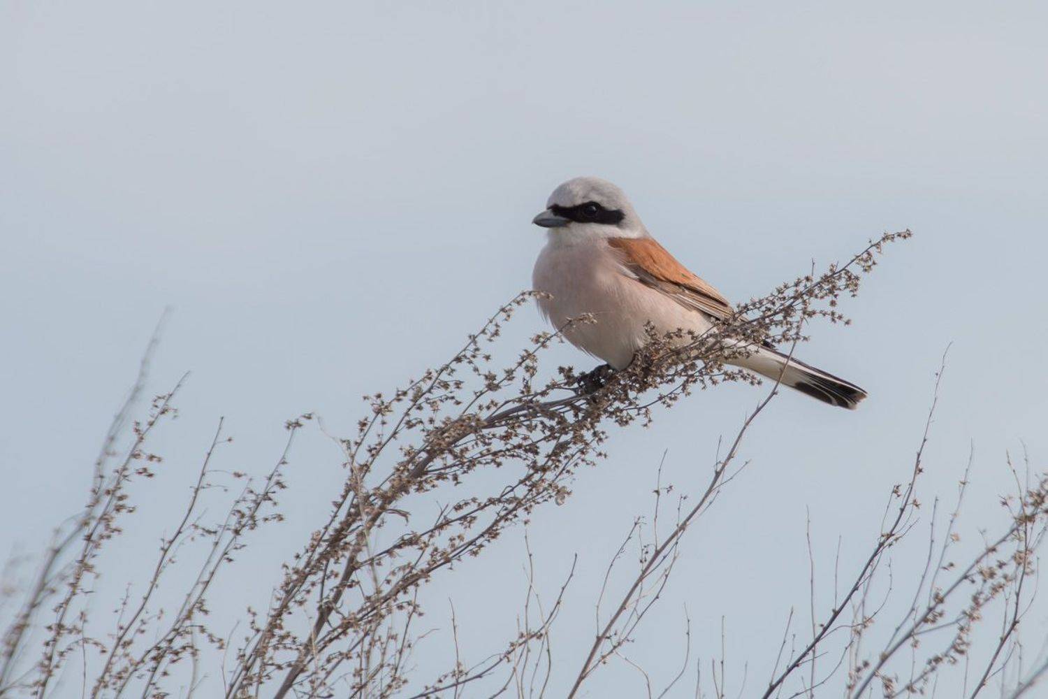 сорокопут, жулан, птицы, лето, birds, wildlife, red-backed shrike, Алексей Юденков