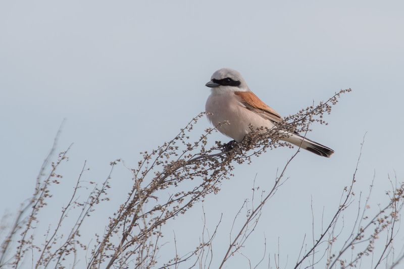 сорокопут, жулан, птицы, лето, birds, wildlife, red-backed shrike Жулан фото превью