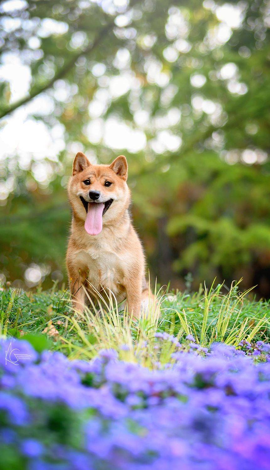 , Коптилина Галина