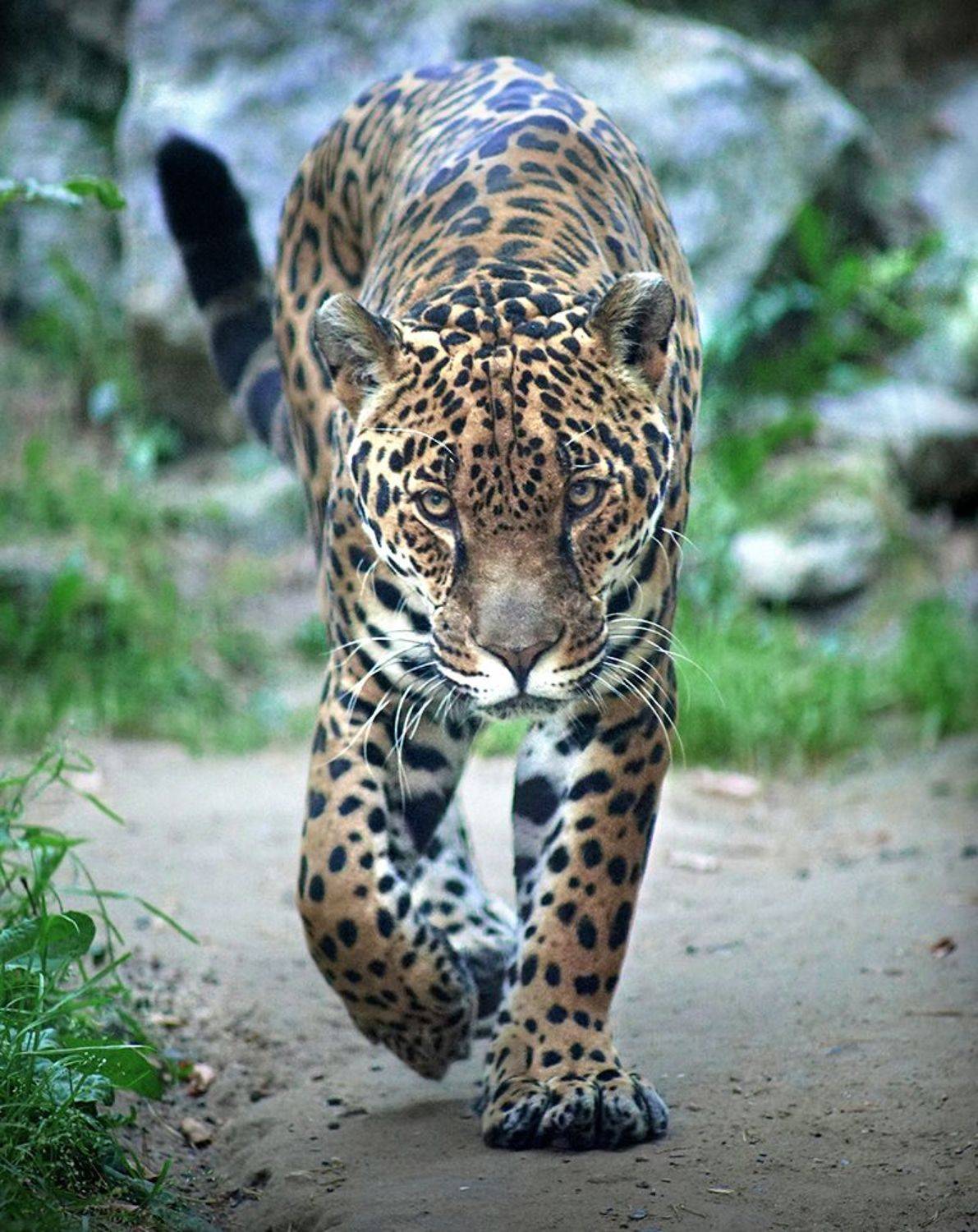 , Алексей Родак