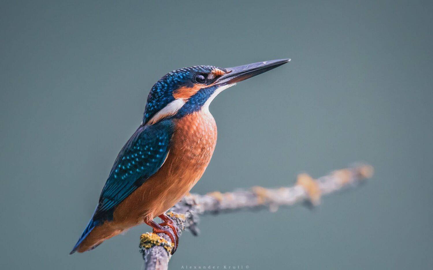 , Александр Круль