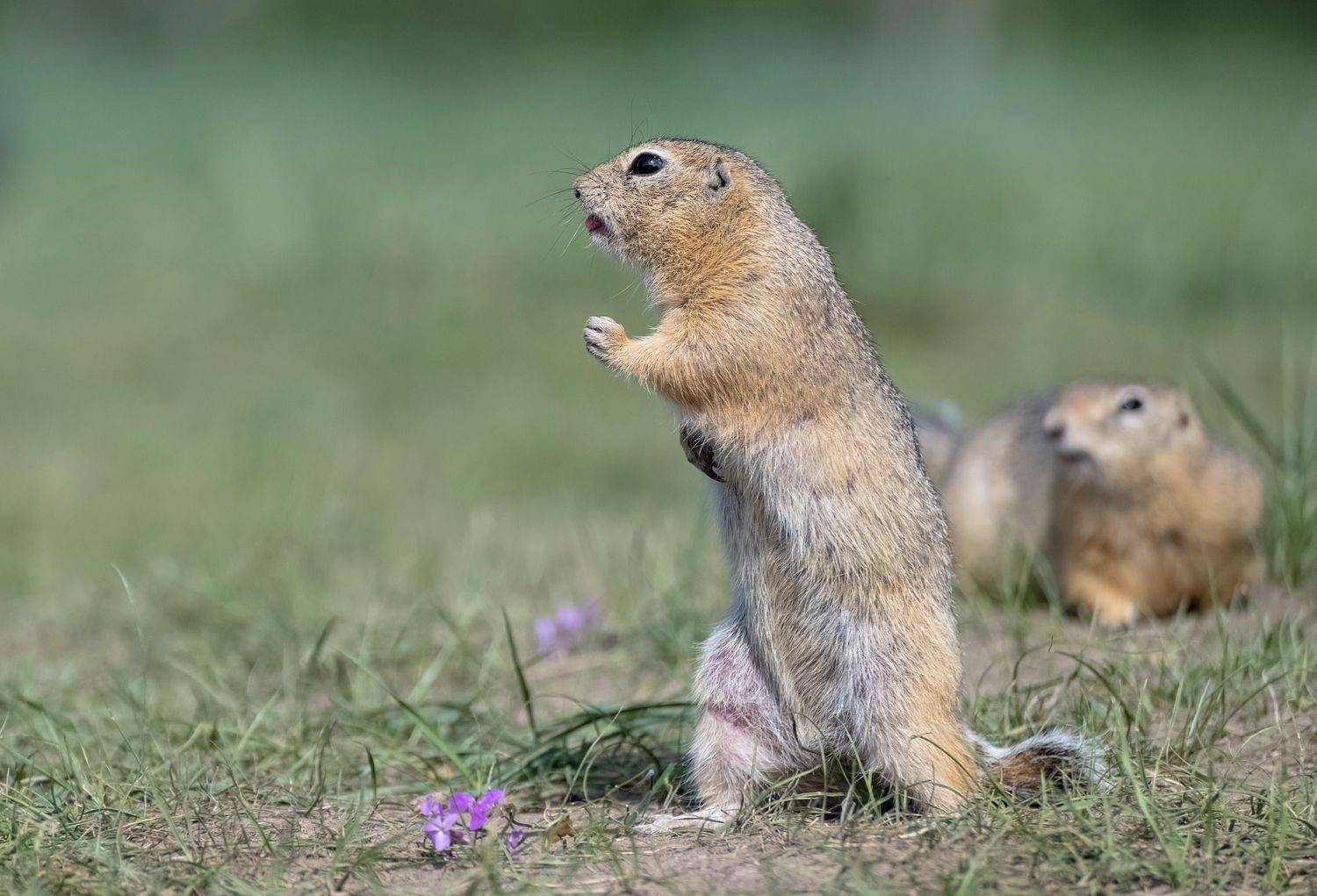 суслик, о. татышев,красноярск, Марина Фомина