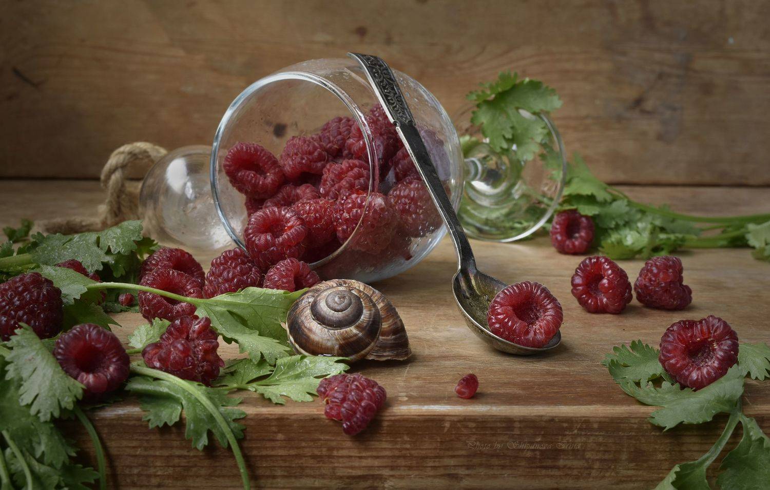 , Шипунова Ирина