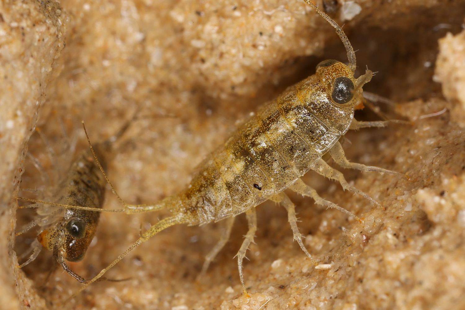 изоподы равноногие раки, Александр Зорин