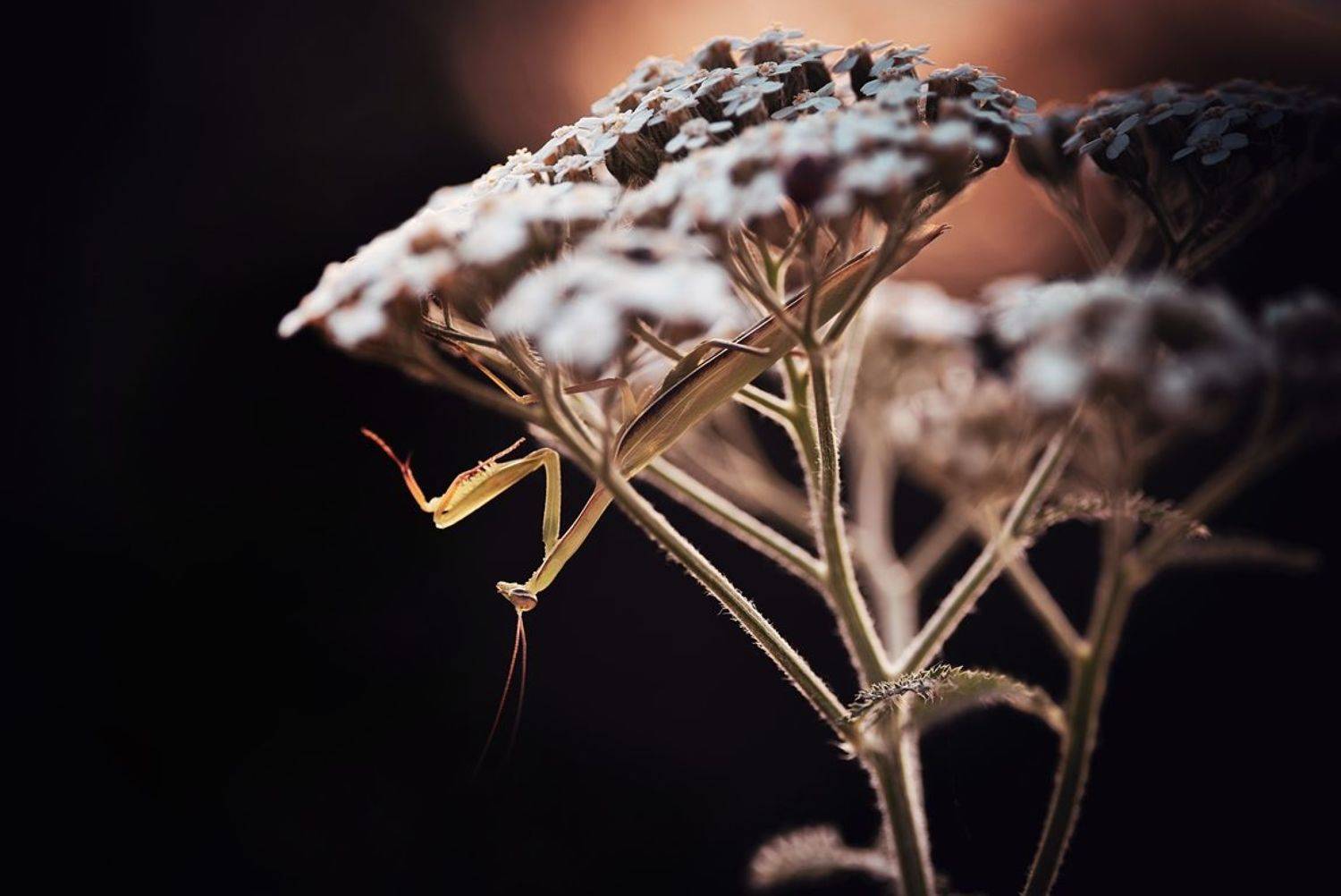 , Лапшина Владлена