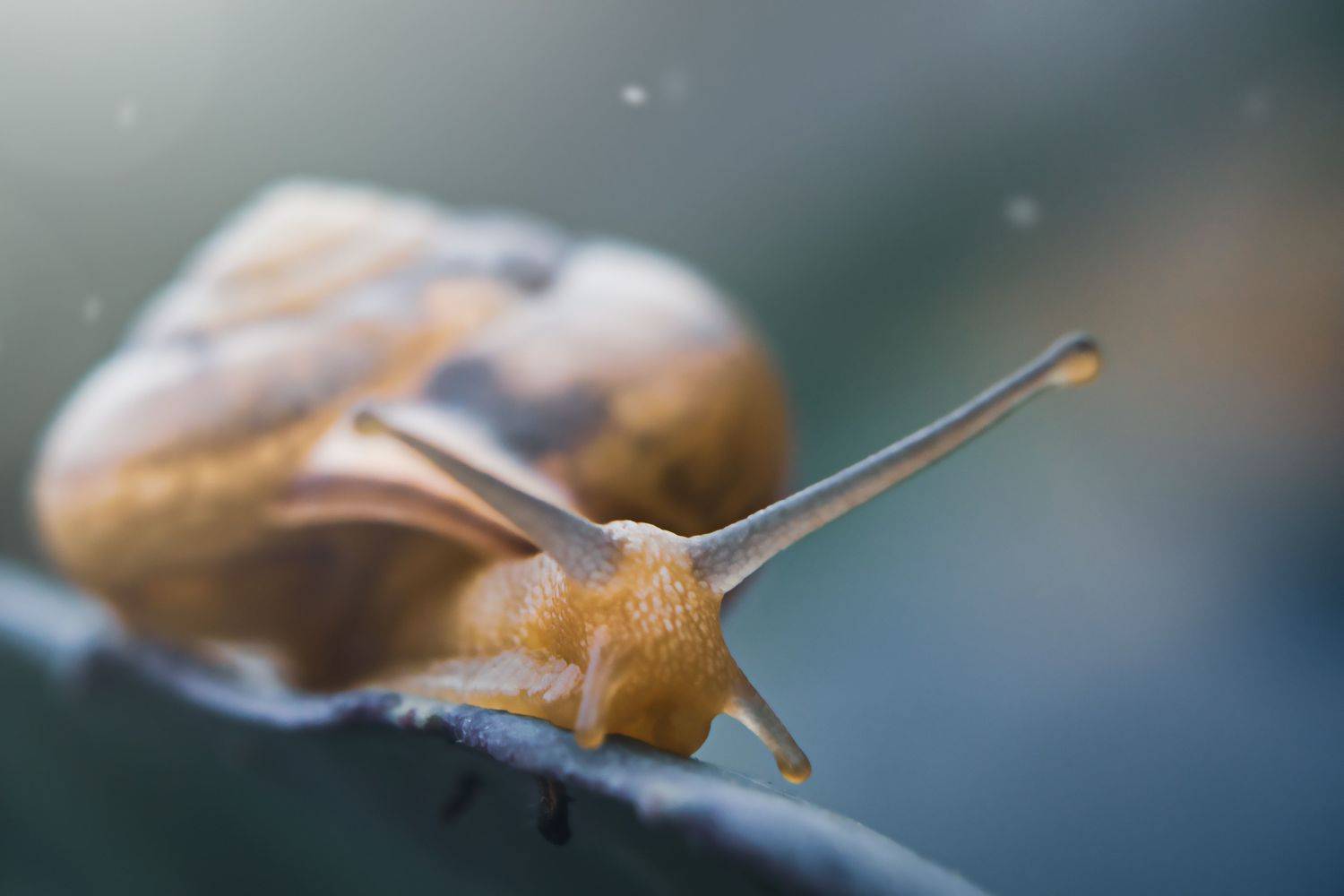 улитка, макро, моллюск, лето, природа, YULYA ROMANOVA