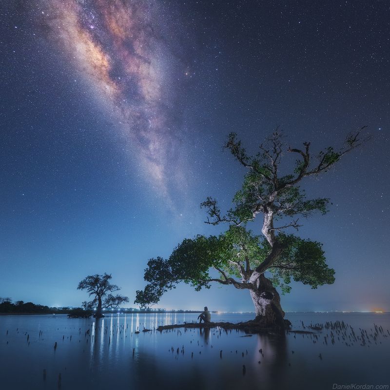 Sumbawa trees