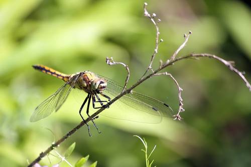 Стрекоза решётчатая (Orthetrum cancellatum).