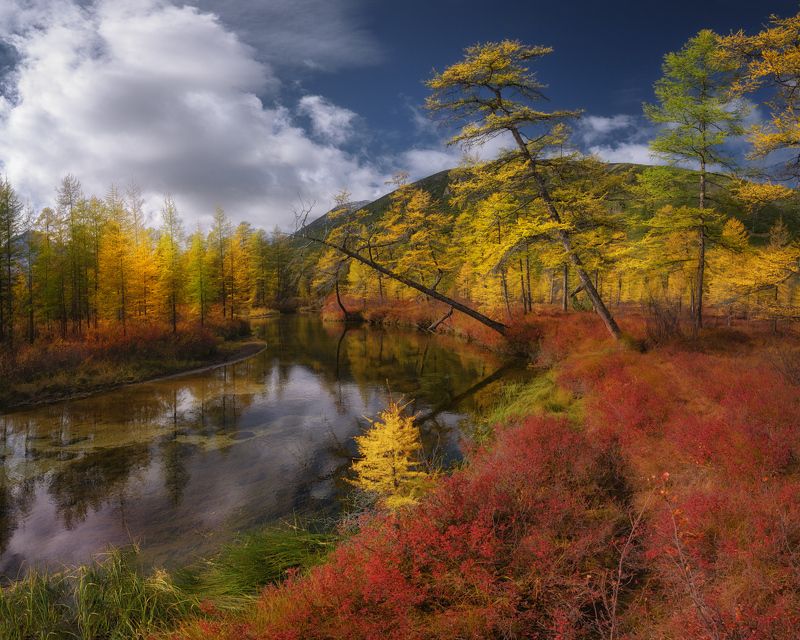 Средь красных ковров голубичника петляет ручей Неведомый фото превью