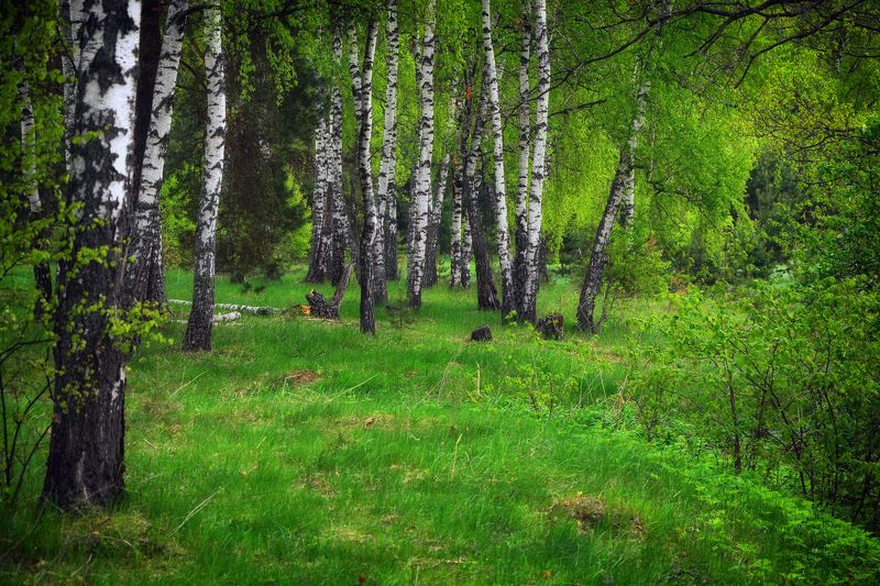 Весна в берёзовой роще фото превью