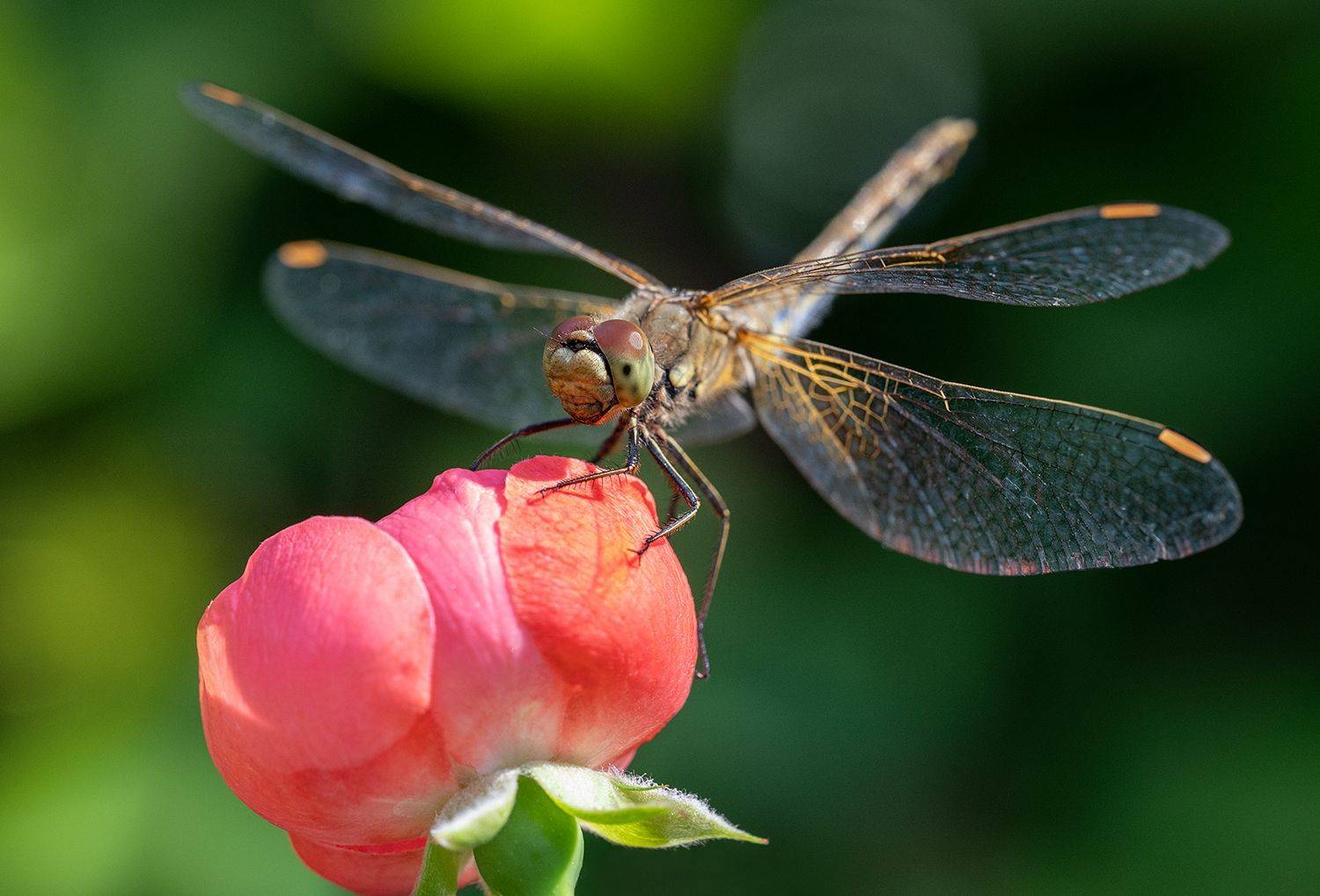 стрекоза, фауна, макро, лето, насекомые, Ольга ЯR