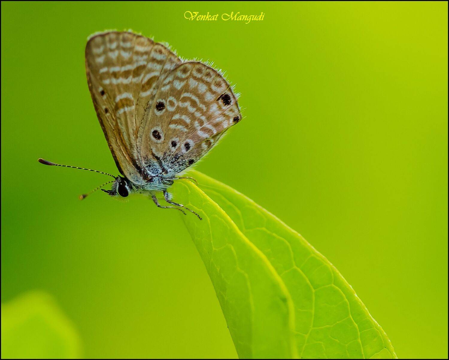 , Venkat Mangudi