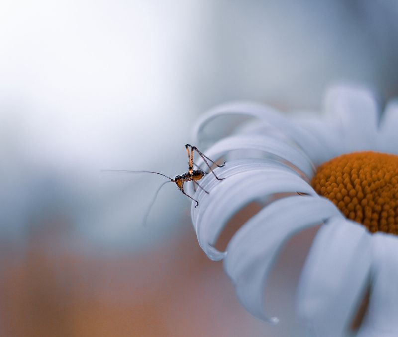 #макро #природа #насекомые Свежевылупившийся кузнечик ☺️? фото превью