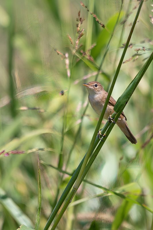 В тростнике фото превью