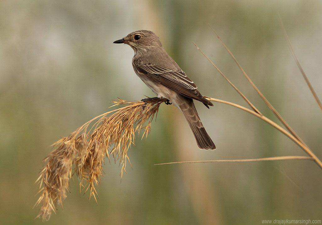 Spotted flycatcher, Dr Ajay Kumar Singh