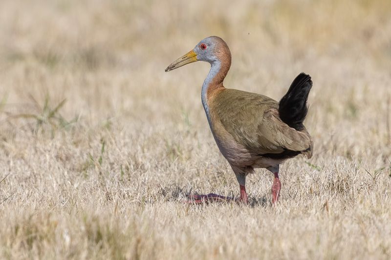 птицы, уругвай *** фото превью