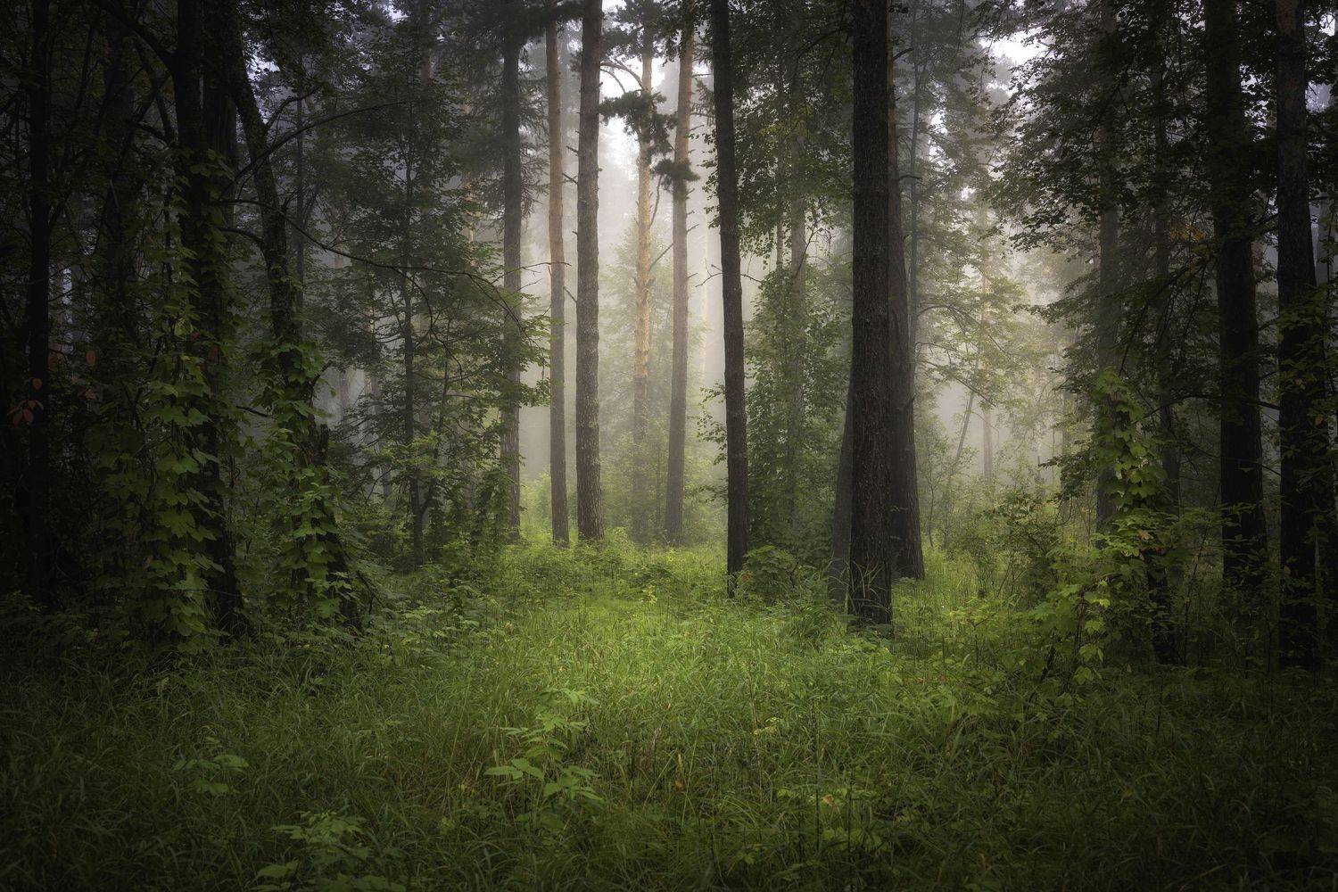 , Татьяна Бирюкова