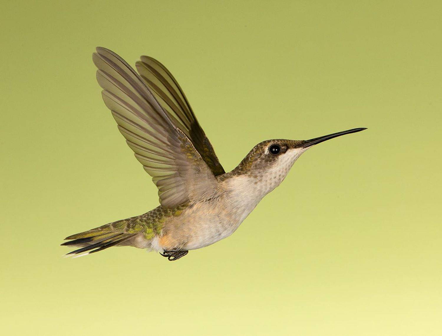 колибри,ruby-throated hummingbird, hummingbird, Etkind Elizabeth