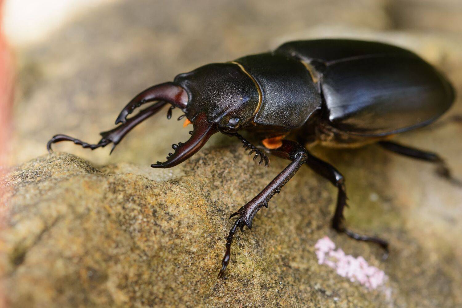 жук-олень, lucanus cervus, рогачи, lucanidae, самец, Павел Черенков