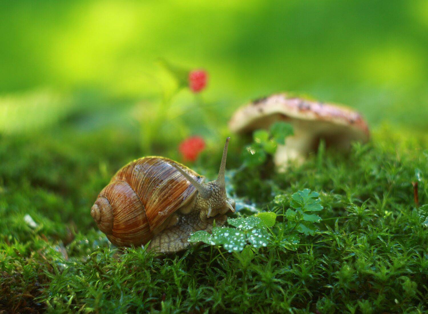 , Людмила Хрусталева*