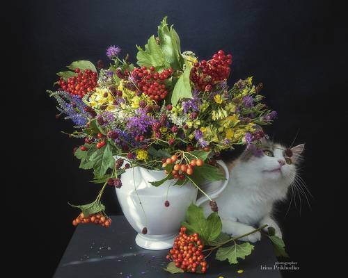 Любопытная кошечка