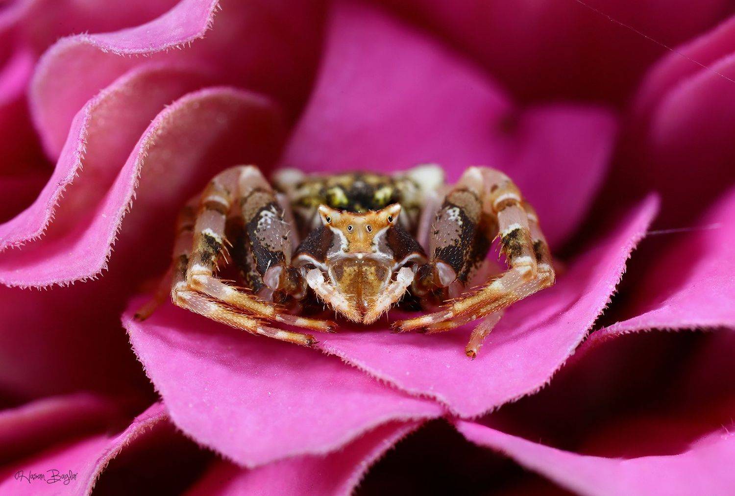 #crap #spider #macro #portrait #cyprus, Baglar Hasan