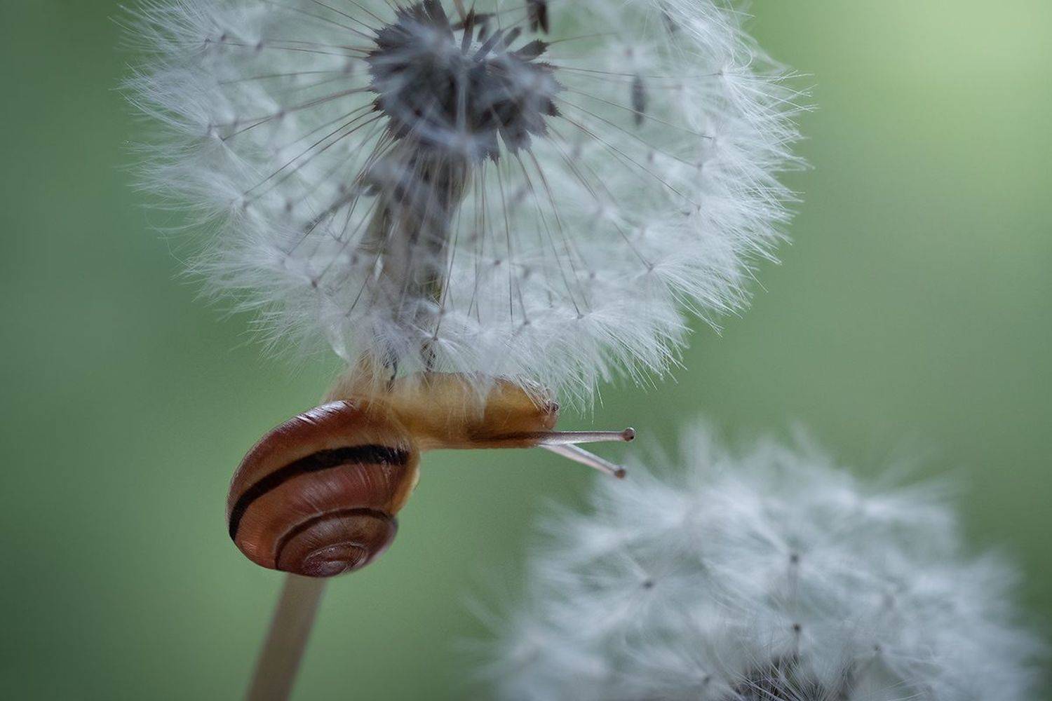 macro, snail, волшебное макро, макро, улитка, одуванчики, Хилько Марина