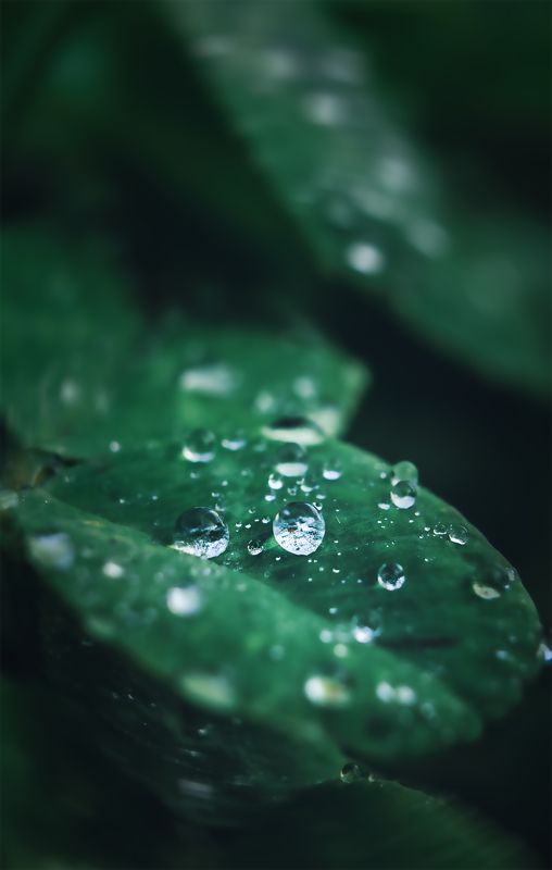 макро, клевер, капли воды, роса, природа  фото превью