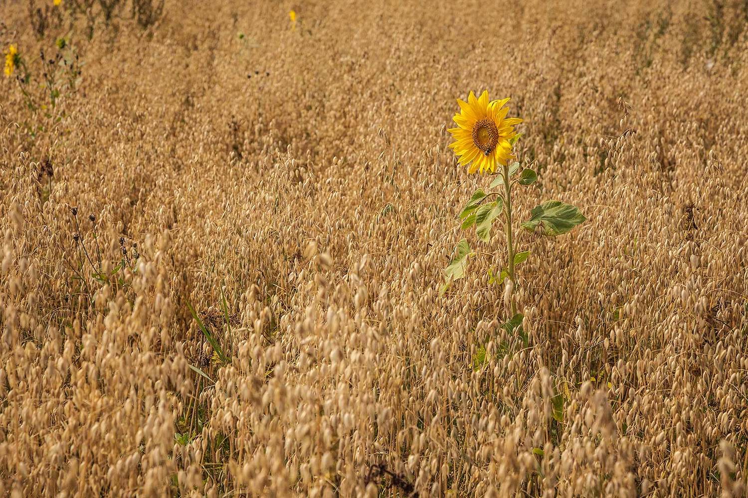 один в поле не воин, Напалкин Станислав
