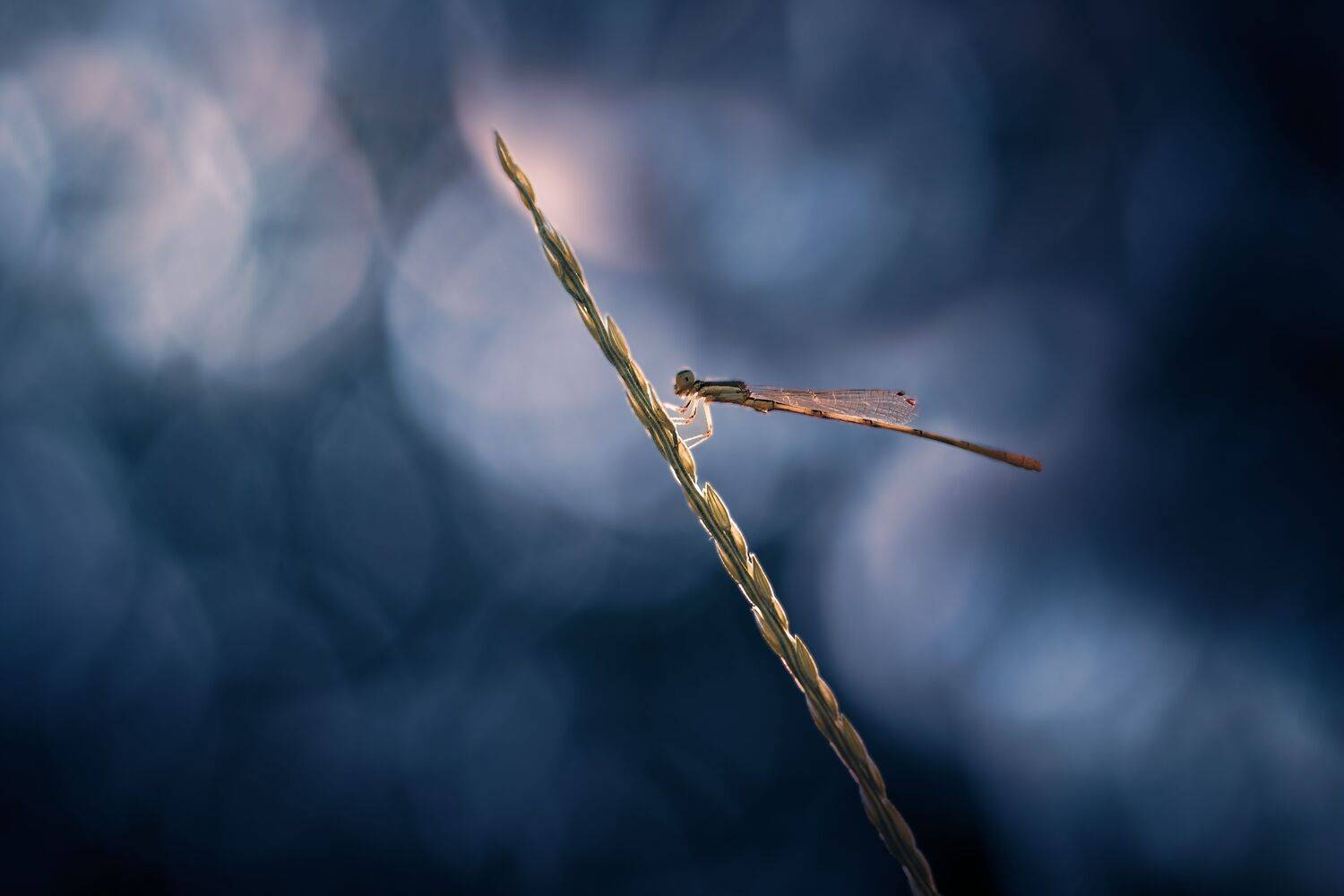 damselfly, dragonfly, insect, grass, sunset, dusk, evening, bug, macro, blade, grassland,, Atul Saluja
