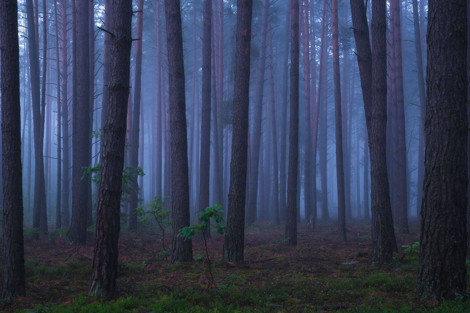 , Захаров Дмитрий