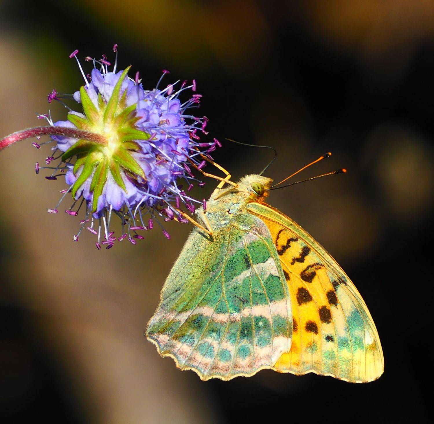 , Андрей Перешеин