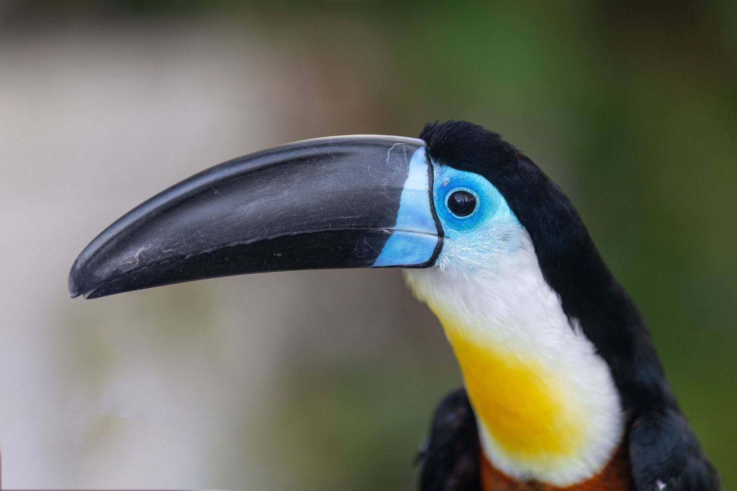 toucan, arakari, birds, bird, birdswatching, green planet, Bevzenko Roman