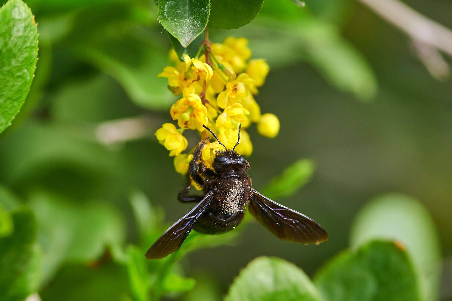 bee, black armor, volgograd, russia, wildlife, macro, macro photo, macro photography, Xylocopa valga,, Сторчилов Павел