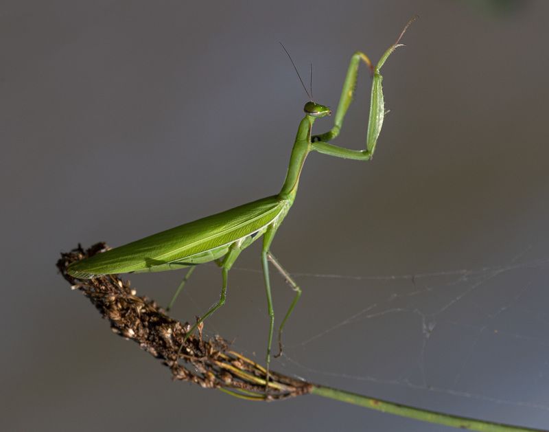 Богомол Дирижер фото превью