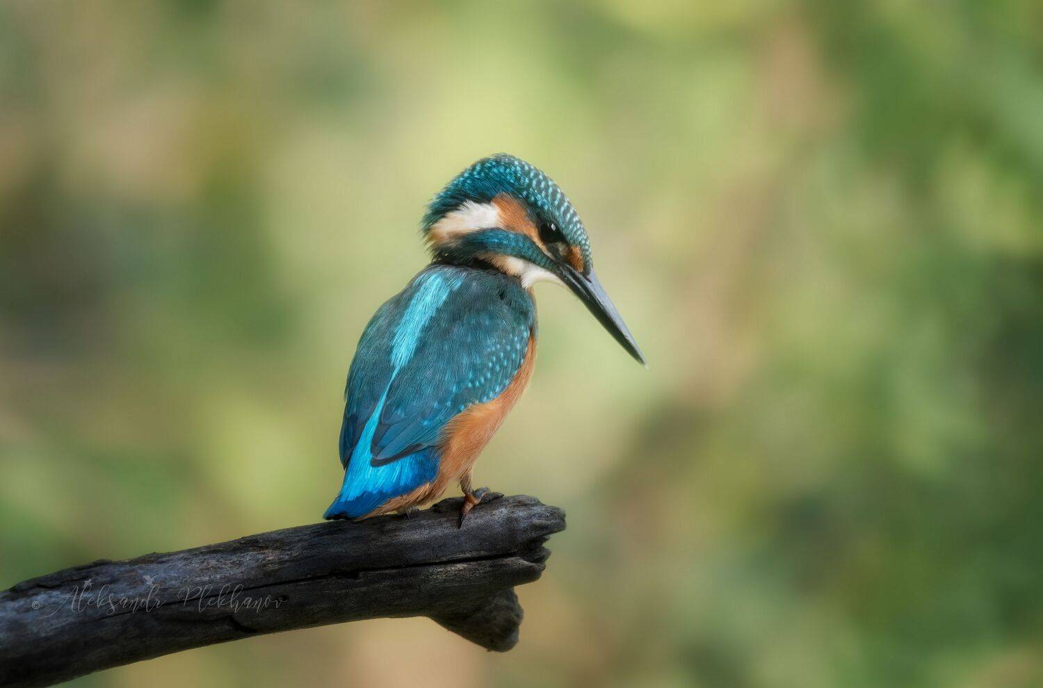 wildlife , kingfisher , island , зимородок, Плеханов Александр