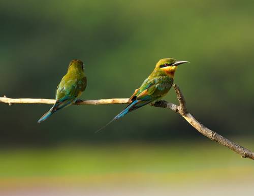 Blue-cheeked bee-eaters