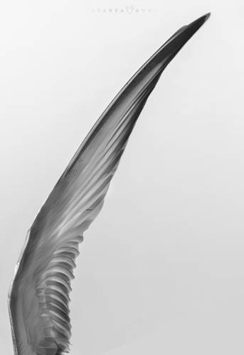 Wing