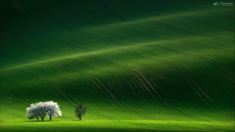 чехия, южная моравия, весна, czech, south moravia, spring, green 50 оттенков зеленого.. фото превью