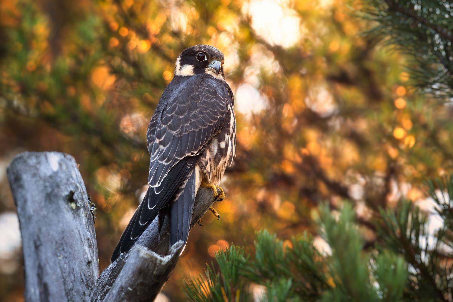 , Поляков Михаил