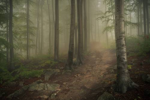 The road through the magic forest