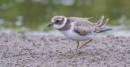 Common ringed plover