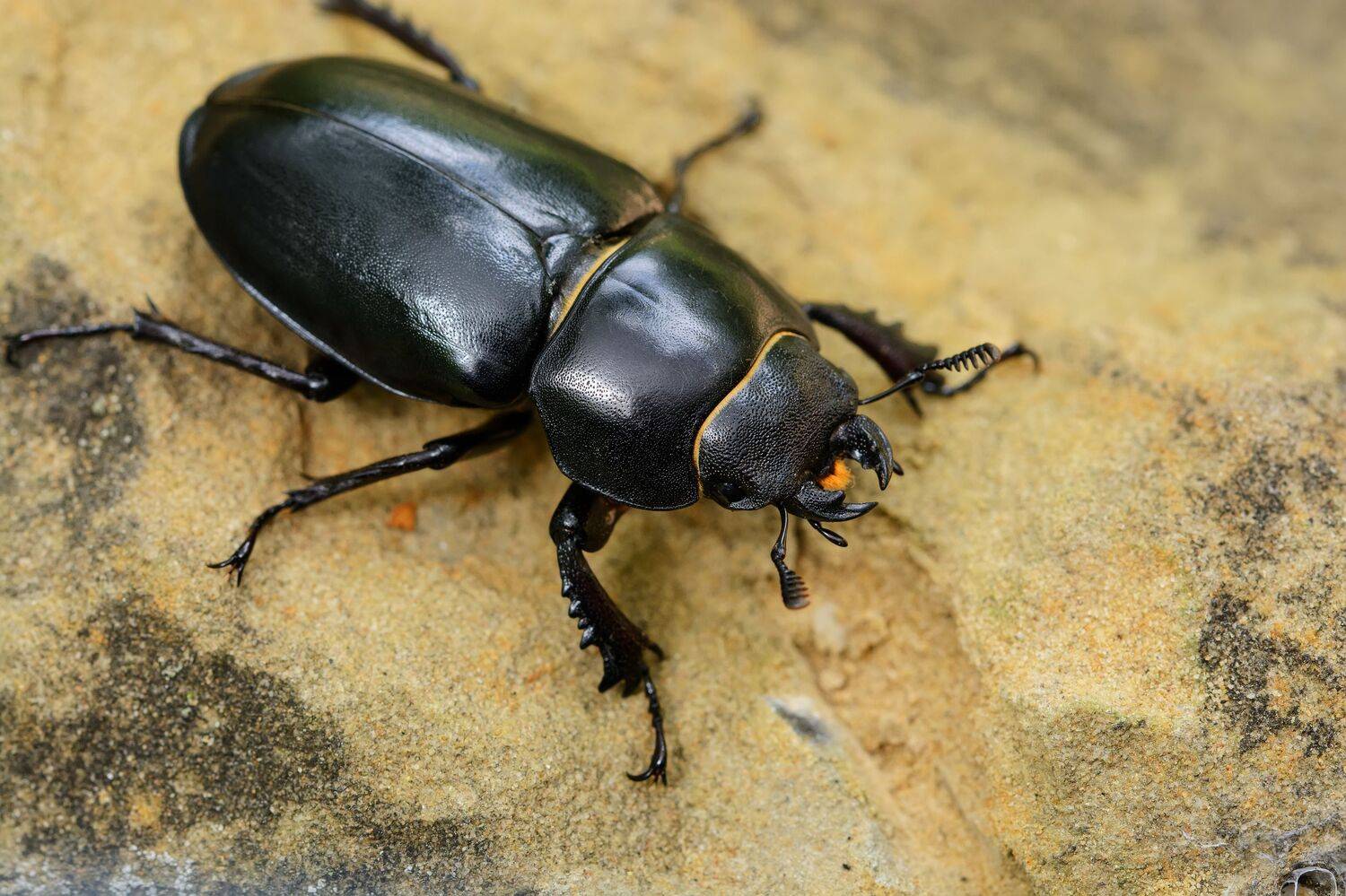 жук-олень, lucanus cervus, рогачи, lucanidae, самка, Павел Черенков