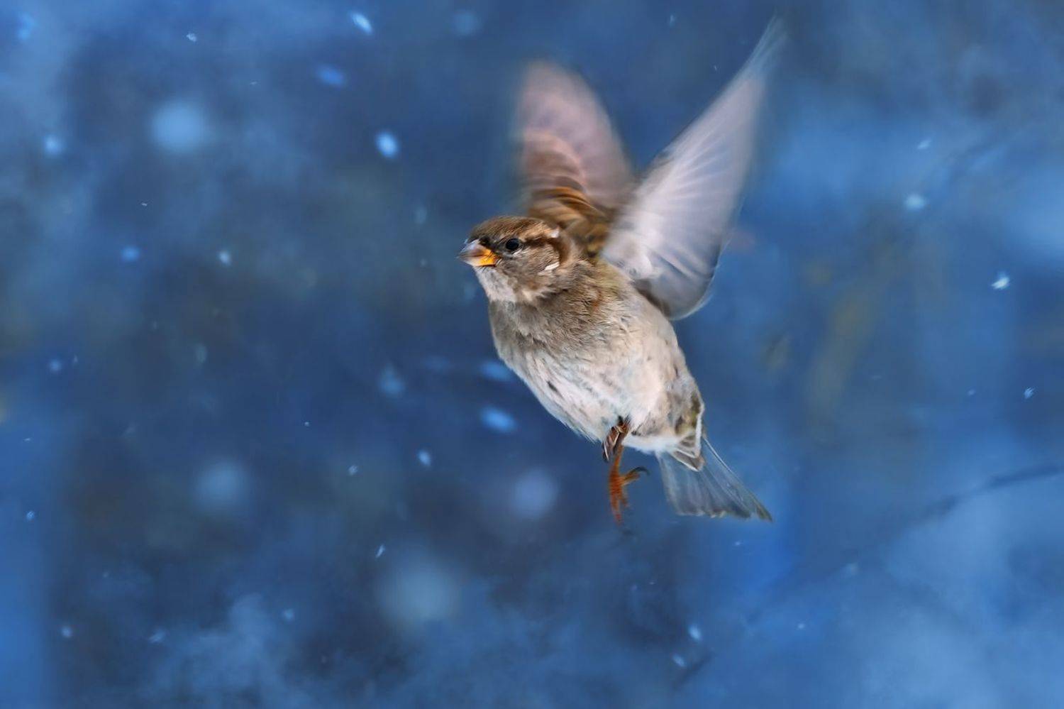 , Алёна Сурнина