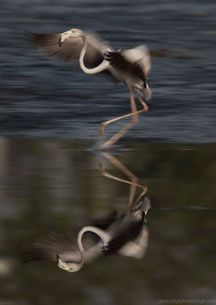 Greater flamingo, Dr Ajay Kumar Singh