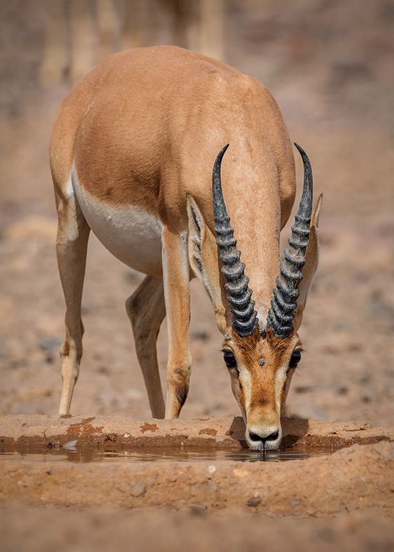 Chinkara фото превью
